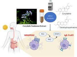 Corydalis yanhusuo extract and its pharmacological substances alleviate food allergy by inhibiting mast cells activation via PLC/PKC/STAT3 pathway