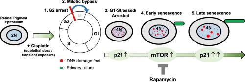 mTOR potentiates senescent phenotypes and primary cilia formation after cisplatin-induced G2 arrest in retinal pigment epithelial cells