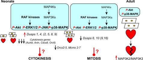 Mitogen-activated protein kinase signalling in rat hearts during postnatal development: MAPKs, MAP3Ks, MAP4Ks and DUSPs