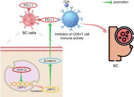 SOX13-mediated transcription of LRP11 enhances malignant properties of tumor cells and CD8+ T cell inactivation in breast cancer through the β-catenin/PD-L1 axis