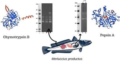 Comparative bioinformatic analysis and biochemical characterization of digestive proteinases from Pacific whiting (Merluccius productus)