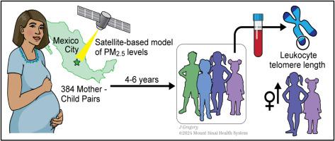 Prenatal and early life exposure to fine particulate matter and telomere length in early childhood