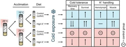 Dietary potassium and cold acclimation additively increase cold tolerance in Drosophila melanogaster