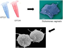 Effects of cardanol-based phospholipid analogs on Trichomonas vaginalis