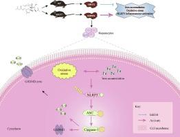 SIRT5 safeguards against T-2 toxin induced liver injury by repressing iron accumulation, oxidative stress, and the activation of NLRP3 inflammasome