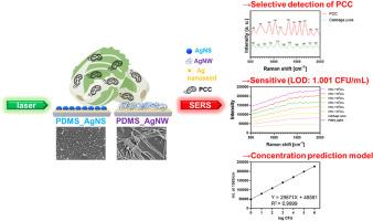 Quantification of Pectobacterium carotovorum subsp. carotovorum in kimchi cabbage using a surface-enhanced Raman scattering platform with silver nanostructures