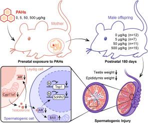 Prenatal exposure to environmentally relevant levels of PAHs inhibits spermatogenesis in adult mice and the mechanism involved