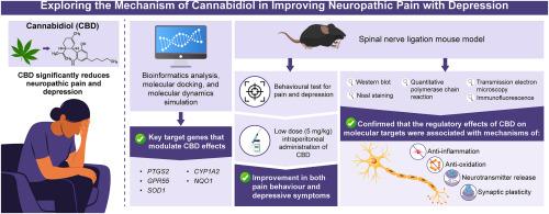 Neuromolecular and behavioral effects of cannabidiol on depressive-associated behaviors and neuropathic pain conditions in mice