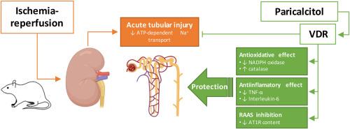 Paricalcitol prevents renal tubular injury induced by ischemia-reperfusion: Role of oxidative stress, inflammation and AT1R