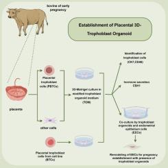 Establishment of functional trophoblast organoids from trophoblast cells of bovine placenta