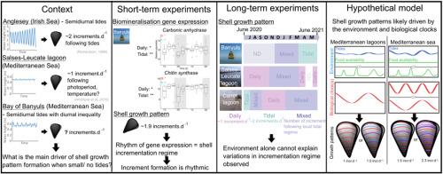 Bivalve shell growth from molecular to sclerochronological scale: Environment and intrinsic factors control increment deposition