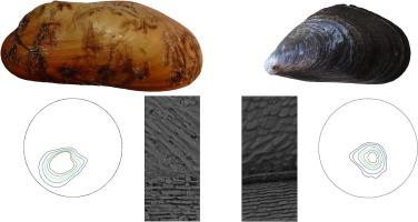 Comparison of the global crystallographic texture of minerals in the shells of Bathymodiolus thermophilus Kenk et B.R. Wilson, 1985 and species of the genus Mytilus Linnaeus, 1758