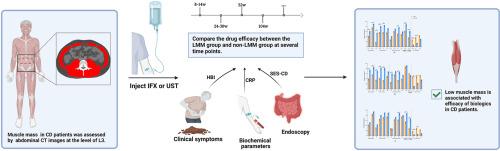 Low muscle mass is associated with efficacy of biologics in Crohn's disease