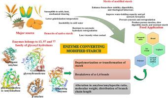 Enzymatic advances in starch modification: Creating functional derivatives and exploring applications