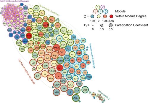 Sex differences in neural networks recruited by frontloaded binge alcohol drinking