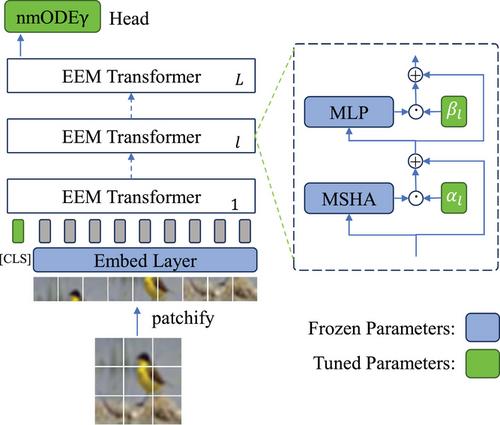 Efficient visual transformer transferring from neural ODE perspective