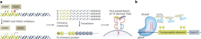 Activating the dark genome to illuminate cancer vaccine targets