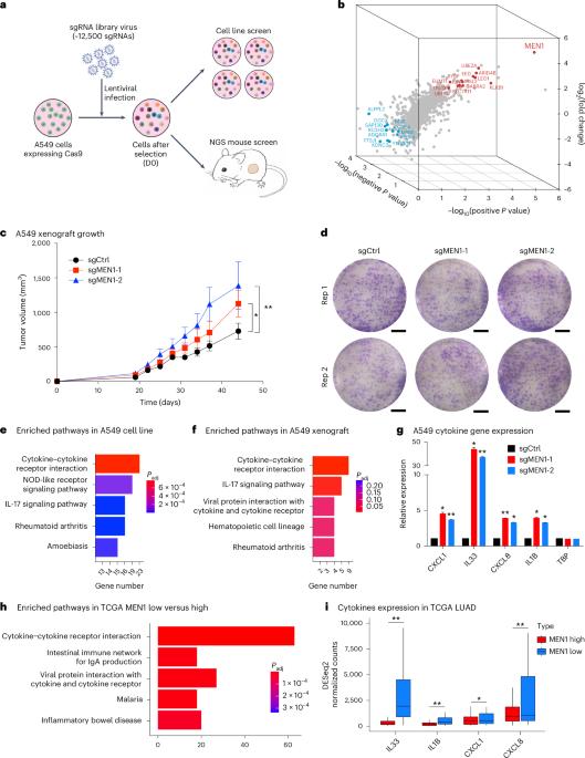 In vivo CRISPR screens identify a dual function of MEN1 in regulating tumor–microenvironment interactions