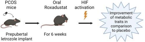 Roxadustat alleviates metabolic traits in letrozole-induced PCOS mice