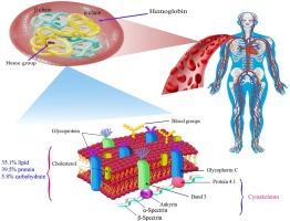 Recent advances with erythrocytes as therapeutics carriers