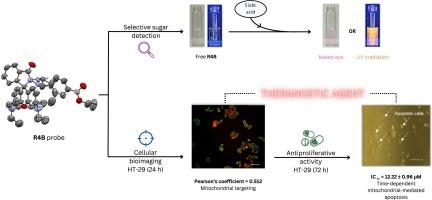 Sialic acid detection and theranostic activity of phenylboronic acid-based fluorescent probe in human colorectal adenocarcinoma HT-29 cells