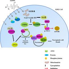 S-nitrosoglutathione (GSNO) induces necroptotic cell death in K562 cells: Involvement of p73, TSC2 and SIRT1