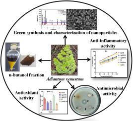 Evaluating the biomedical potential of phytomediated silver doped zinc oxide nanoparticles derived from n-butanol fraction of Adiantum venustum D. Don