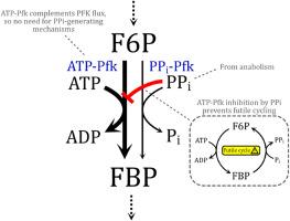 The 6-phosphofructokinase reaction in Acetivibrio thermocellus is both ATP- and pyrophosphate-dependent