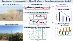 Consequences of intense drought on CO2 and CH4 fluxes of the reed ecosystem at Lake Neusiedl