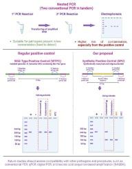 Use of a synthetic oligonucleotide to detect false positives caused by cross-contamination in nested PCR