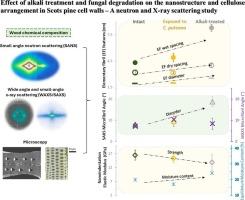 Effect of alkali treatment and fungal degradation on the nanostructure and cellulose arrangement in Scots pine cell walls – A neutron and X-ray scattering study