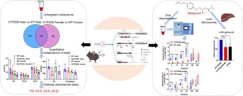 The metabolic profiles of endogenous and exogenous substances in a poor metabolizer of humanized CYP2D6 model