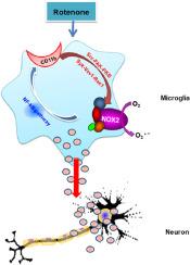 CD11b-NOX2 mutual regulation-mediated microglial exosome release contributes to rotenone-induced inflammation and neurotoxicity in BV2 microglia and primary cultures