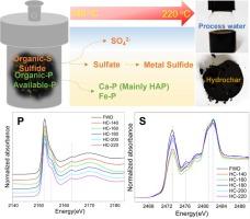 Molecular understanding of speciation transformation of phosphorus and sulfur in food waste digestate during hydrothermal treatment