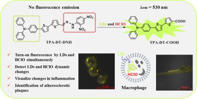 Dual-response fluorescent probe for lipid droplets and hypochlorous acid and imaging study in inflammation and atheromatous plaques