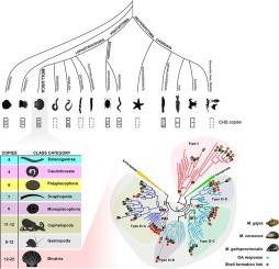 Evolution of chitin-synthase in molluscs and their response to ocean acidification