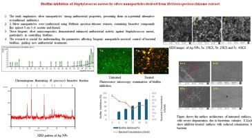 Biofilm inhibition of Staphylococcus aureus by silver nanoparticles derived from Hellenia speciosa rhizome extract