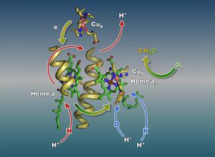 Structural and functional mechanisms of cytochrome c oxidase