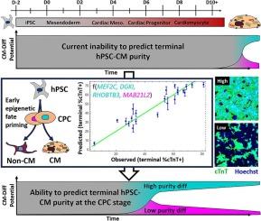 Integrated multi-omics analysis identifies features that predict human pluripotent stem cell-derived progenitor differentiation to cardiomyocytes