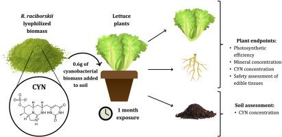 Toxic and non-toxic cyanobacterial biomass as a resource for sustainable agriculture: A lettuce cultivation experiment