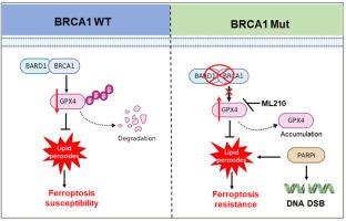 Targeting GPX4-mediated ferroptosis protection sensitizes BRCA1-deficient cancer cells to PARP inhibitors