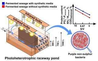 Recovery of purple non-sulfur bacteria-mediated single-cell protein from domestic wastewater in two-stage treatment using high rate digester and raceway pond