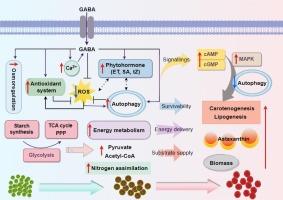 Gamma-aminobutyric acid as a regulator of astaxanthin production in Haematococcus lacustris under salinity: Exploring physiology, signaling, autophagy, and multi-omics landscape