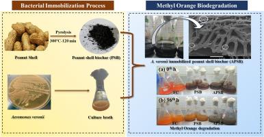 Mechanistic studies on bioremediation of dye using Aeromonas veronii immobilized peanut shell biochar