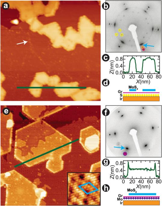 Probing the interplay of interactions, screening and strain in monolayer MoS2 via self-intercalation