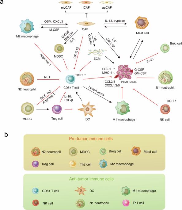 Barriers and opportunities in pancreatic cancer immunotherapy