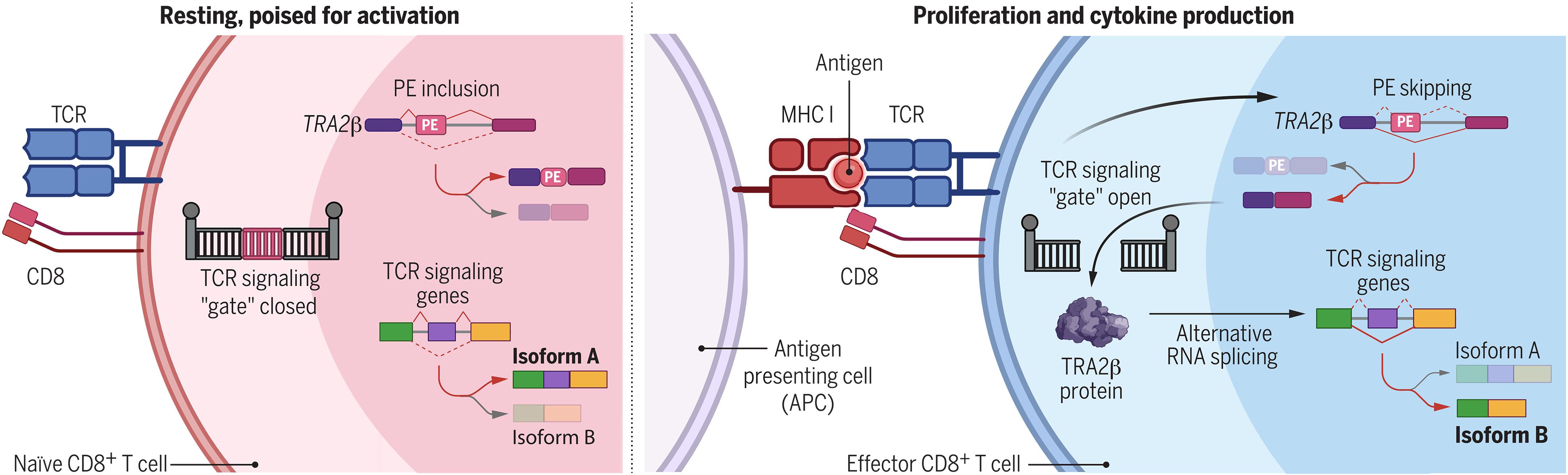 Autoregulated splicing of TRA2β programs T cell fate in response to antigen-receptor stimulation