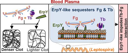 ErpY-like Protein Interaction with Host Thrombin and Fibrinogen Intervenes the Plasma Coagulation through Extrinsic and Intrinsic Pathways