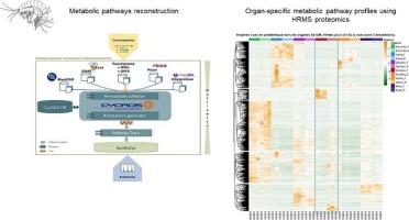 Proteogenomic reconstruction of organ-specific metabolic networks in an environmental sentinel species, the amphipod Gammarus fossarum