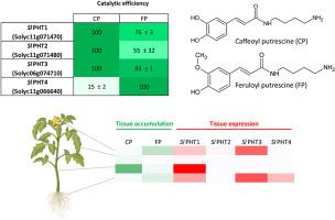 Functional characterization of a small gene family coding for putrescine hydroxycinnamoyltransferases, involved in phenolamide accumulation, in tomato